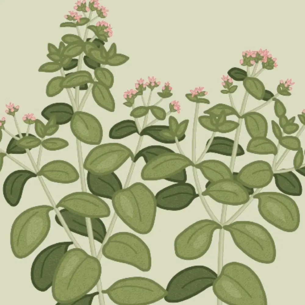 Illustration presentkort - Mejram - Berry Pod Bark