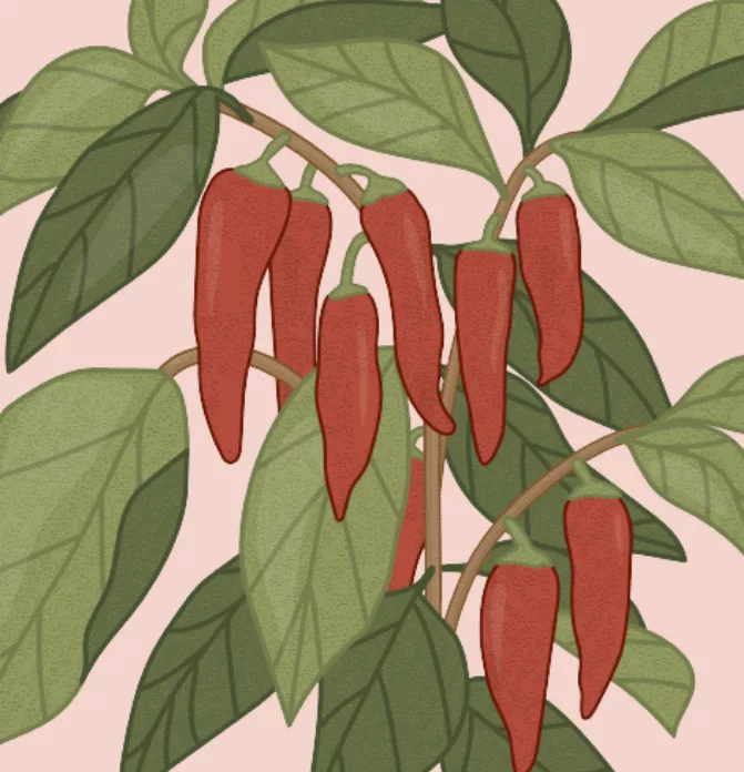Illustration Chili - Berry Pod Bark
