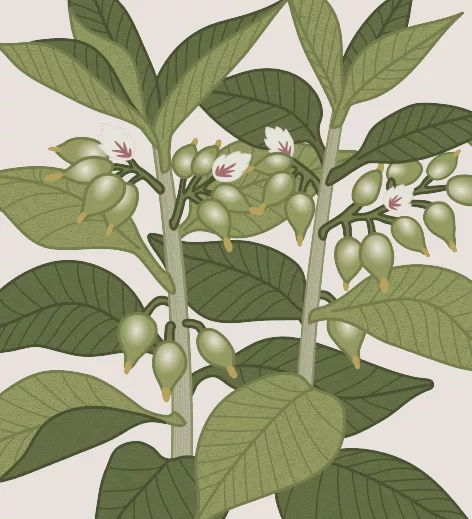 Kryddburksetikett. Kardemumma - illustration - Berry Pod Bark